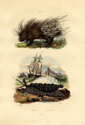 Porcupine 1833-39