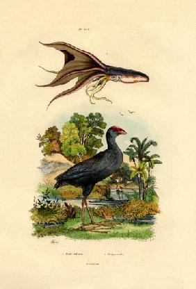 Purple Swamphen 1833-39