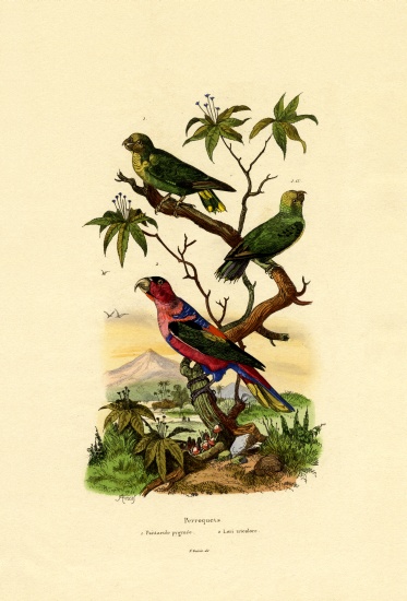 Pygmy Parrot von French School, (19th century)