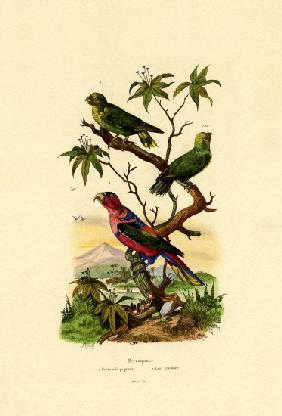 Pygmy Parrot 1833-39