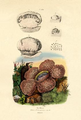 Rafflesia 1833-39