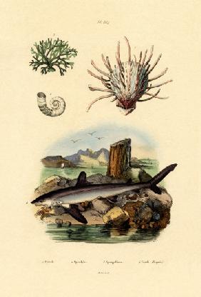 Ram's Horn Squid 1833-39