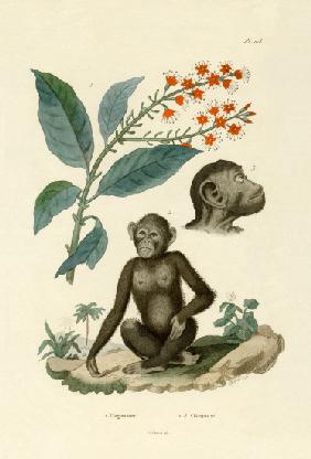 Red Bushwillow 1833-39