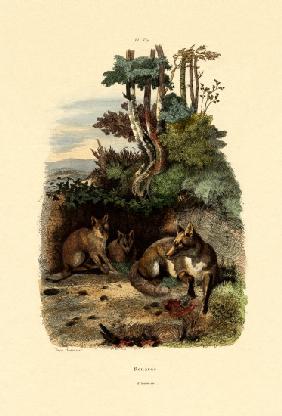 Red Fox 1833-39