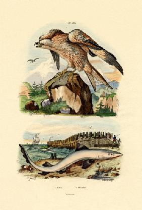 Red Kite 1833-39