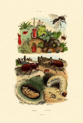 Rhinocerus Beetle 1833-39