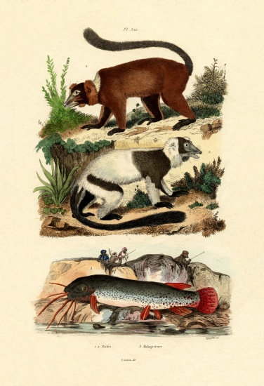 Ring-tailed Lemurs von French School, (19th century)