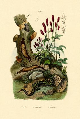 Salamander 1833-39