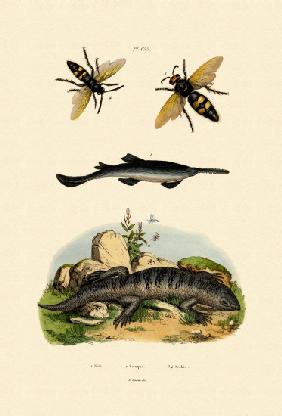 Sawfish 1833-39