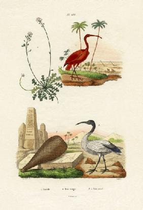 Scarlet Ibis 1833-39