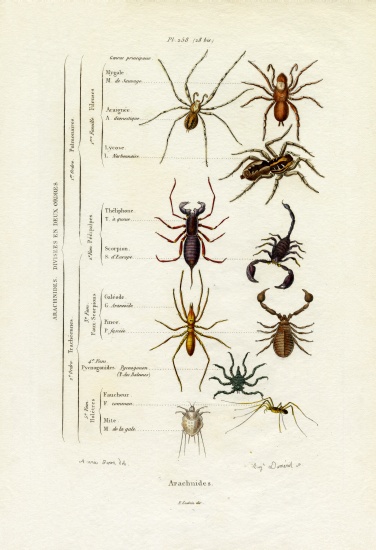 Scorpions von French School, (19th century)