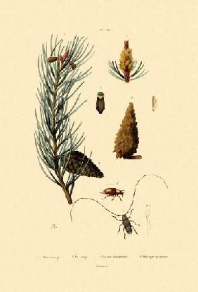 Scots Pine 1833-39