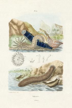 Sea Cucumbers 1833-39