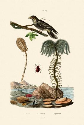 Sea Lily 1833-39