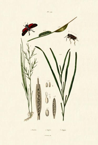 Seagrass von French School, (19th century)