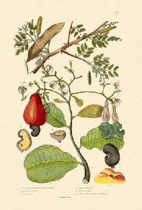 Senegal Gum Arabica 1833-39