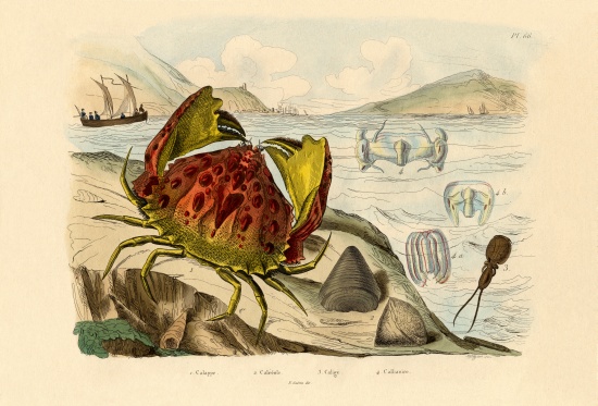 Shamefaced Crab von French School, (19th century)