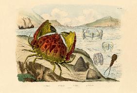 Shamefaced Crab 1833-39