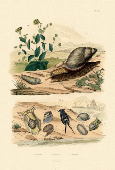 Shells von French School, (19th century)