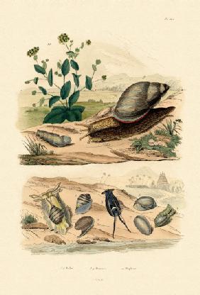 Shells 1833-39