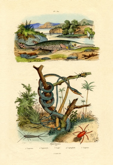 Silverfish von French School, (19th century)
