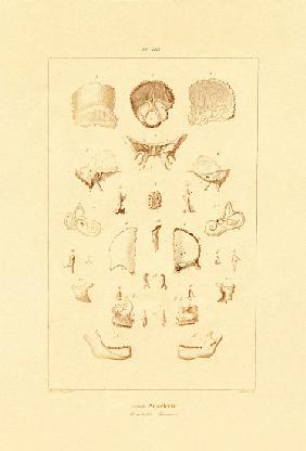 Skeleton 1833-39