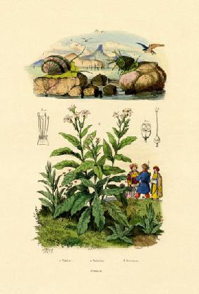 Snails 1833-39