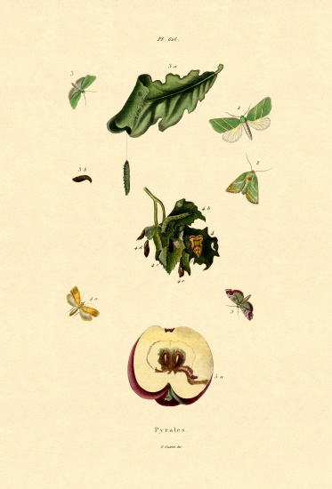 Snout Moths von French School, (19th century)