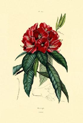 Snow Rose 1833-39