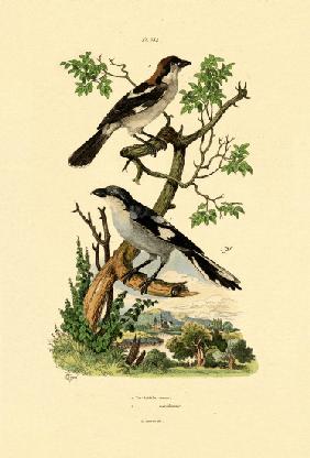 Southern Grey Shrike 1833-39