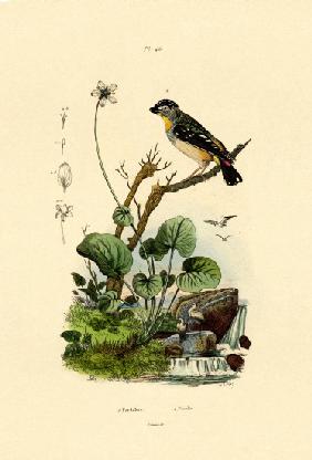 Spotted Pardalote 1833-39