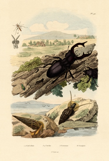 Stag Beetle von French School, (19th century)