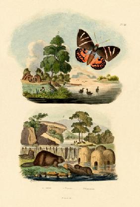 Sun Moth 1833-39