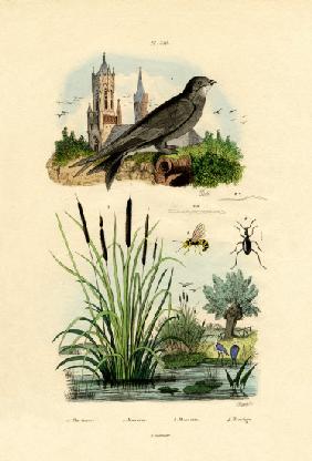 Swift 1833-39