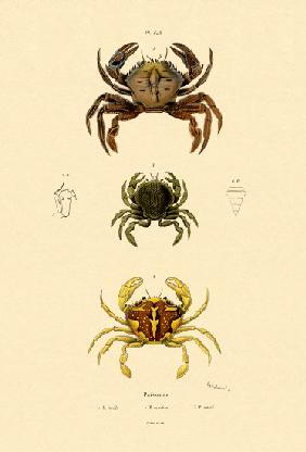 Swimming crabs 1833-39