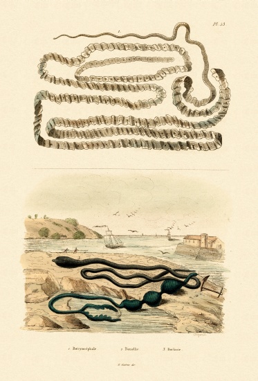Tapeworm von French School, (19th century)