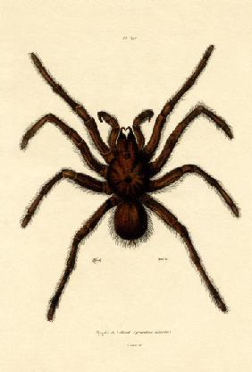 Tarantula 1833-39