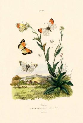 Orange Tip 1833-39