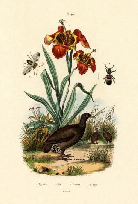 Tiger Flower 1833-39