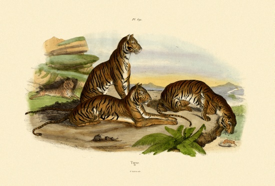Tigers von French School, (19th century)