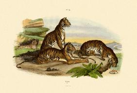 Tigers 1833-39