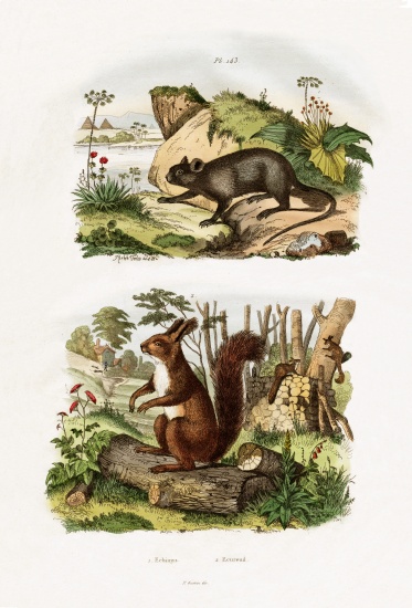 Tree Rat von French School, (19th century)