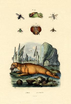 Walrus 1833-39
