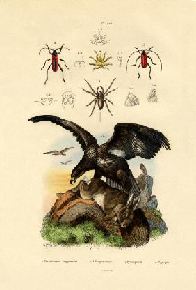 Water Spider 1833-39