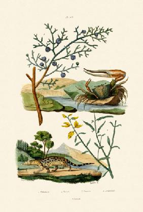 West African Fiddler Crab 1833-39