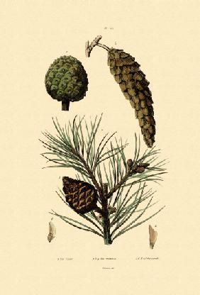 Weymouth Pine 1833-39