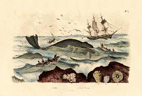 Whale 1833-39