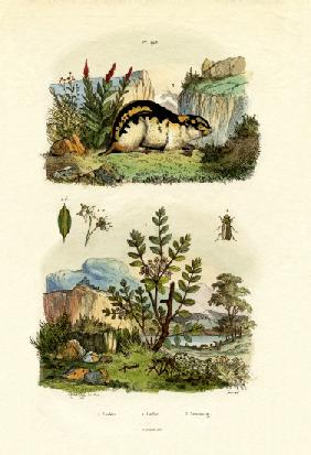 Wild Rosemary 1833-39
