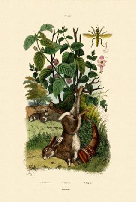 Wild Sage 1833-39
