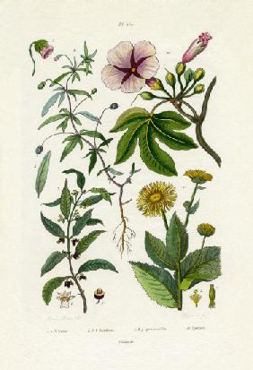 Wild Sunflower 1833-39
